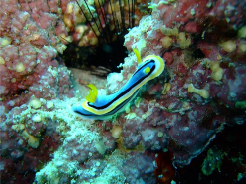 Mabul Dive